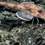 Meet the Extraordinary Fish with Sensory ‘Legs’ for Walking and Tasting!